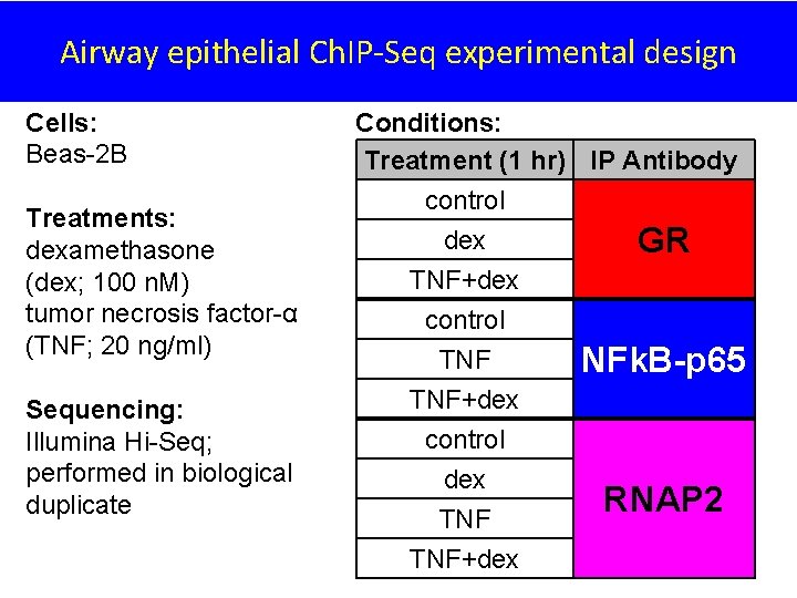 Airway epithelial Ch. IP-Seq experimental design Cells: Beas-2 B Treatments: dexamethasone (dex; 100 n.