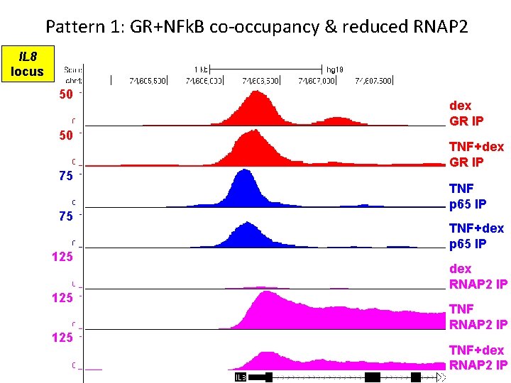 Pattern 1: GR+NFk. B co-occupancy & reduced RNAP 2 IL 8 locus 50 50