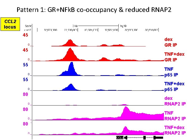 Pattern 1: GR+NFk. B co-occupancy & reduced RNAP 2 CCL 2 locus 45 45