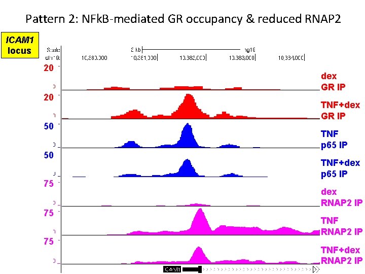 Pattern 2: NFk. B-mediated GR occupancy & reduced RNAP 2 ICAM 1 locus 20