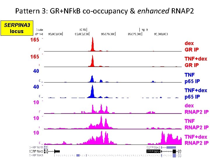 Pattern 3: GR+NFk. B co-occupancy & enhanced RNAP 2 SERPINA 3 locus 165 40