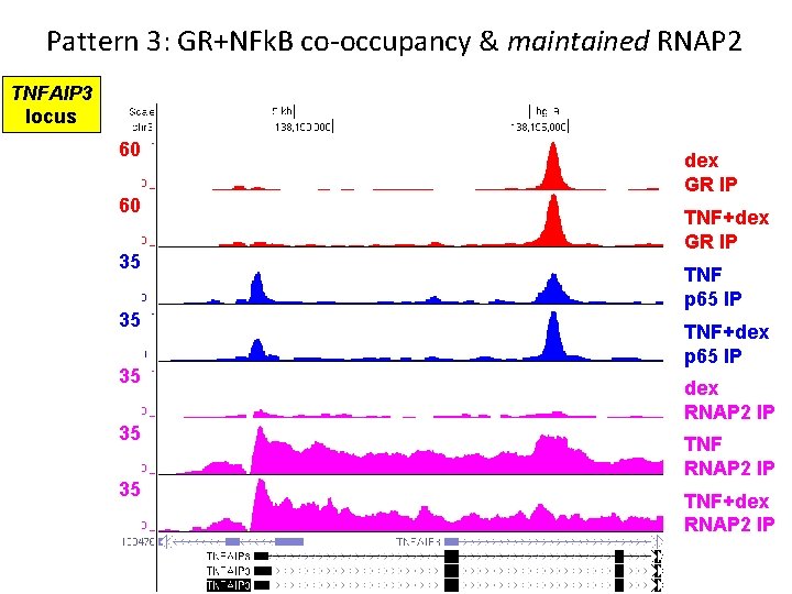 Pattern 3: GR+NFk. B co-occupancy & maintained RNAP 2 TNFAIP 3 locus 60 60