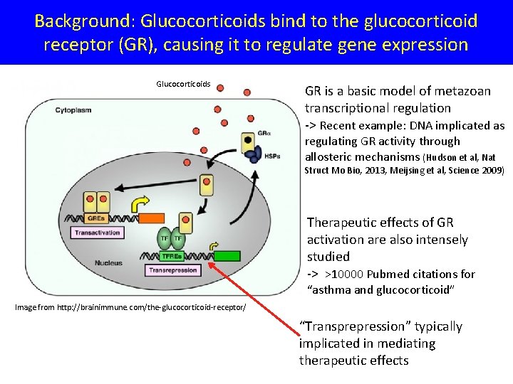 Background: Glucocorticoids bind to the glucocorticoid receptor (GR), causing it to regulate gene expression
