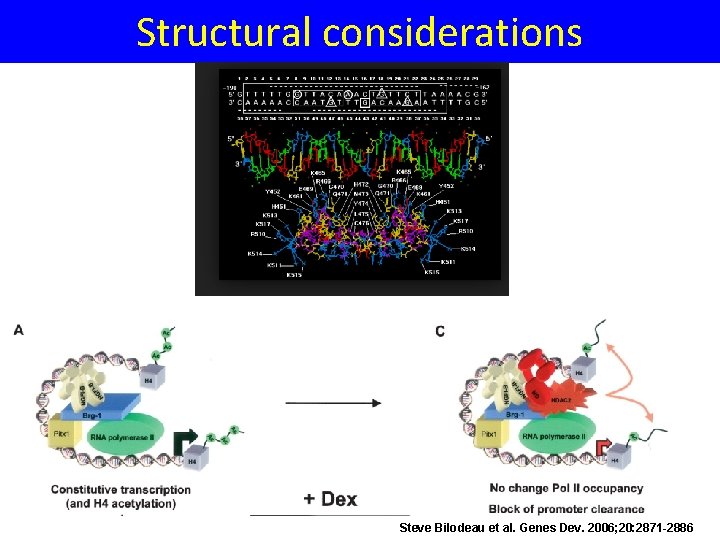 Structural considerations Steve Bilodeau et al. Genes Dev. 2006; 20: 2871 -2886 