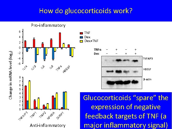 How do glucocorticoids work? Pro-inflammatory 6 TNF Dex+TNF 4 2 TNFα Dex -2 -4