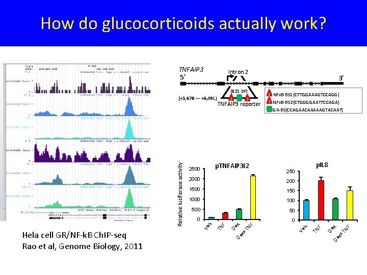 How do glucocorticoids actually work? Intron 2 NFᴋB-BS 1(CTTGGAAAGTCCAGG) 2 NFᴋB-BS 2(CTGGGGAATTCCAGA) GR-BS(CCAGAACAAAAAGTACAAT) 0