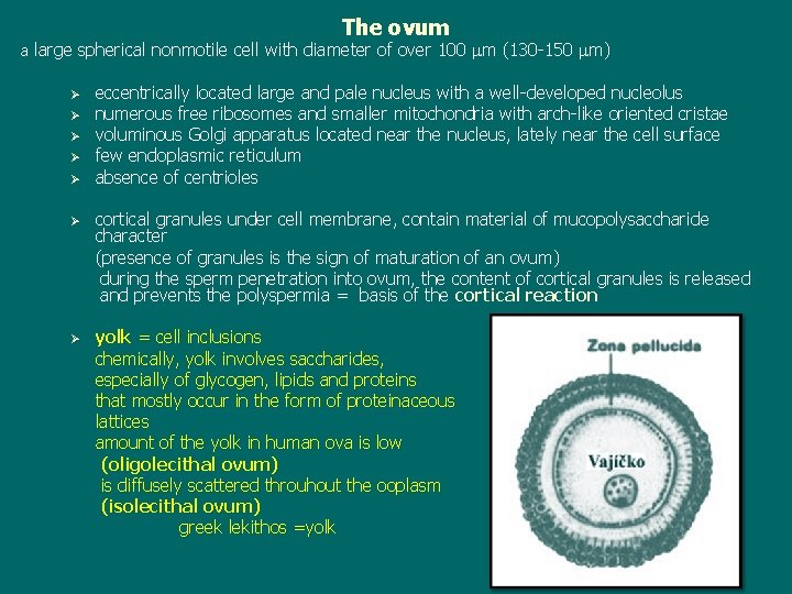 The ovum a large spherical nonmotile cell with diameter of over 100 m (130