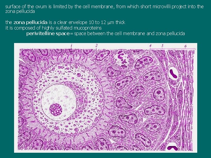 surface of the ovum is limited by the cell membrane, from which short microvilli