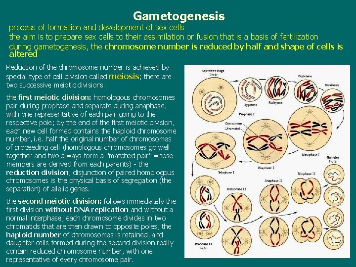 Gametogenesis process of formation and development of sex cells the aim is to prepare