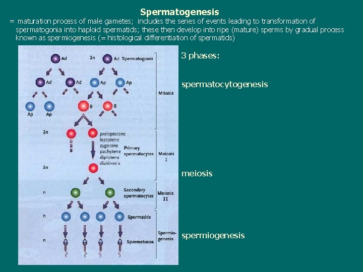 Spermatogenesis = maturation process of male gametes; includes the series of events leading to