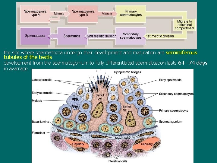 the site where spermatozoa undergo their development and maturation are seminiferous tubules of the