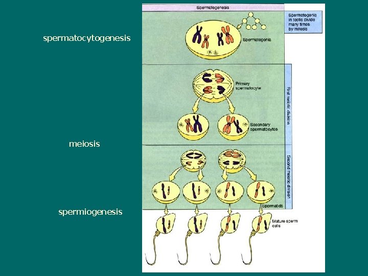 spermatocytogenesis meiosis spermiogenesis 