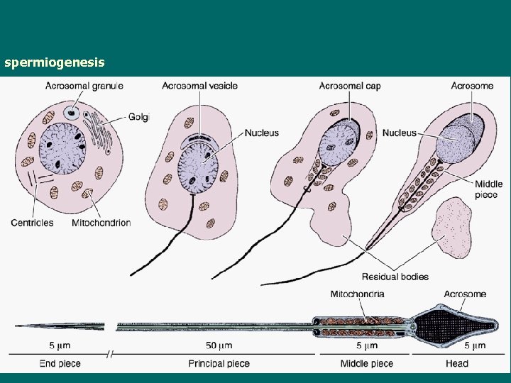 spermiogenesis 