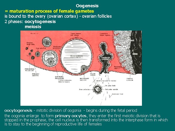 Oogenesis = maturation process of female gametes is bound to the ovary (ovarian cortex)