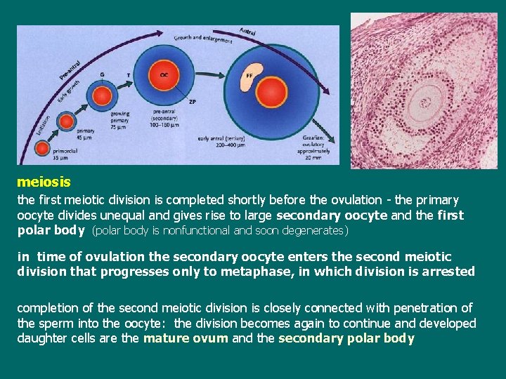 meiosis the first meiotic division is completed shortly before the ovulation - the primary