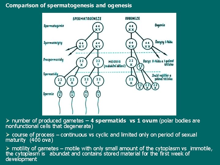 Comparison of spermatogenesis and ogenesis Ø number of produced gametes – 4 spermatids vs