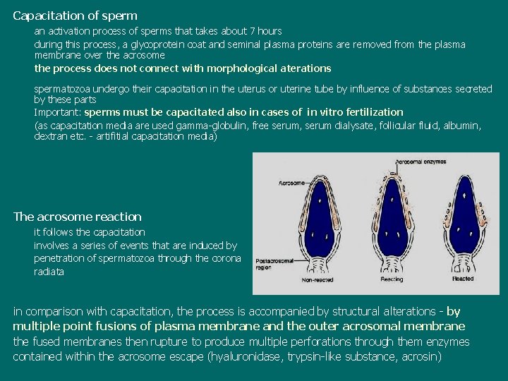 Capacitation of sperm an activation process of sperms that takes about 7 hours during