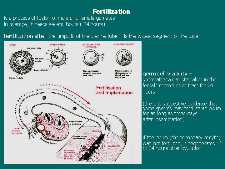 Fertilization is a process of fusion of male and female gametes in average, it