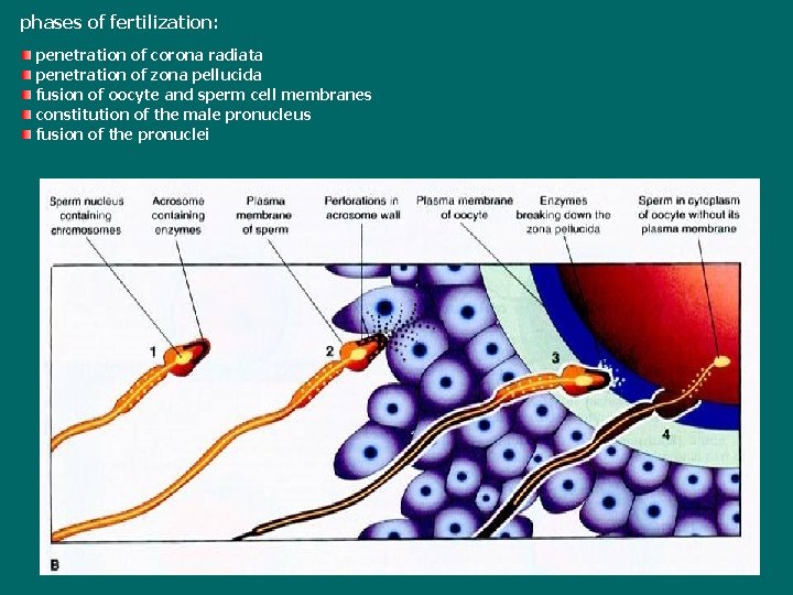 phases of fertilization: penetration of corona radiata penetration of zona pellucida fusion of oocyte