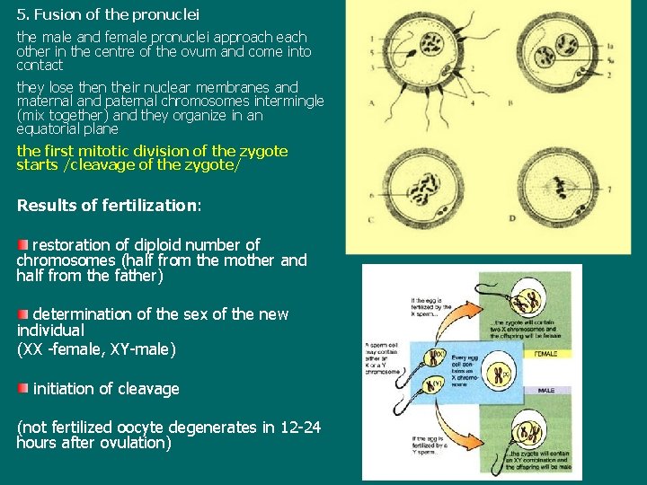 5. Fusion of the pronuclei the male and female pronuclei approach each other in