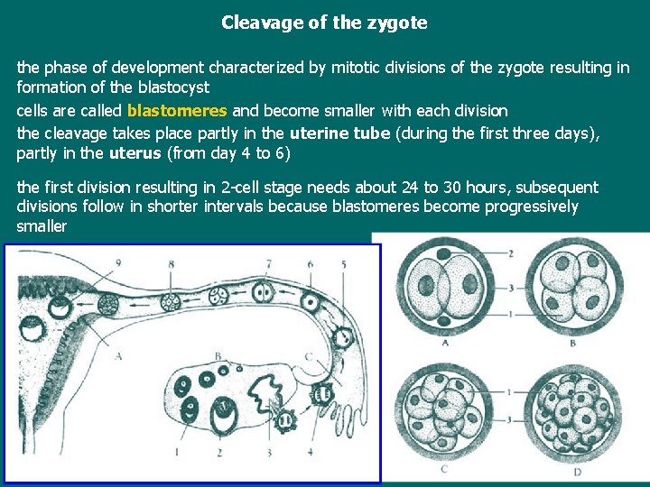 Cleavage of the zygote the phase of development characterized by mitotic divisions of the