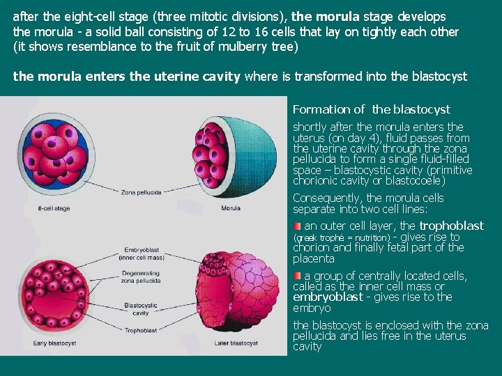 after the eight-cell stage (three mitotic divisions), the morula stage develops the morula -