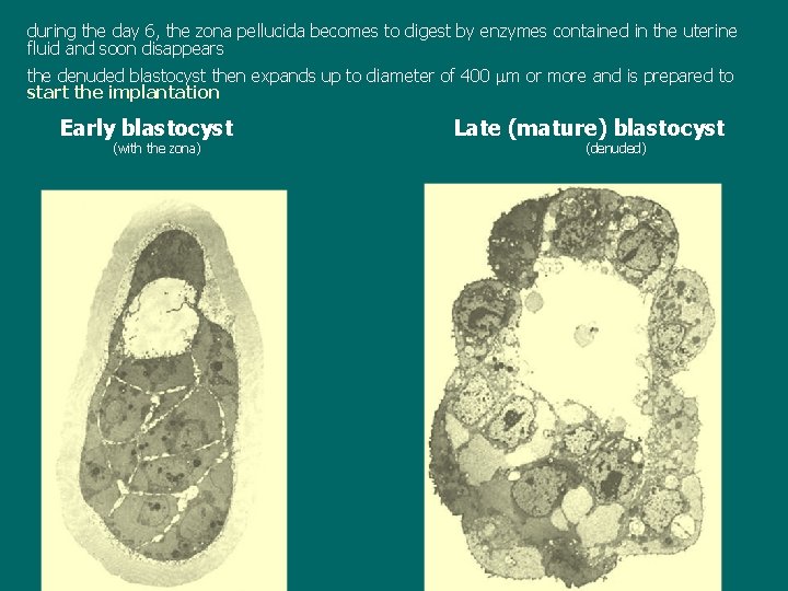 during the day 6, the zona pellucida becomes to digest by enzymes contained in