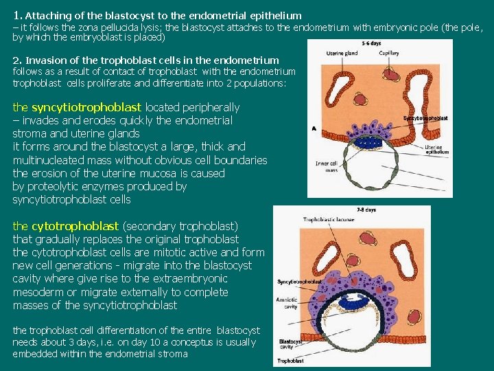 1. Attaching of the blastocyst to the endometrial epithelium – it follows the zona