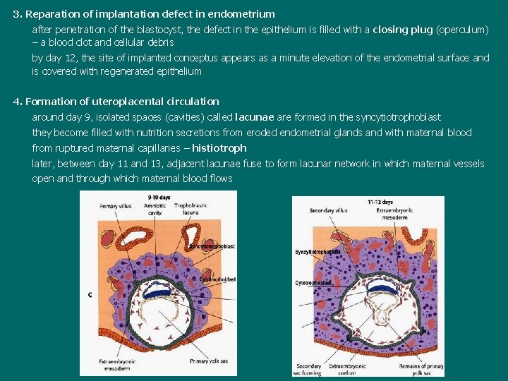 3. Reparation of implantation defect in endometrium after penetration of the blastocyst, the defect