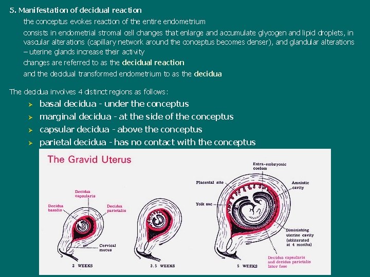 5. Manifestation of decidual reaction the conceptus evokes reaction of the entire endometrium consists