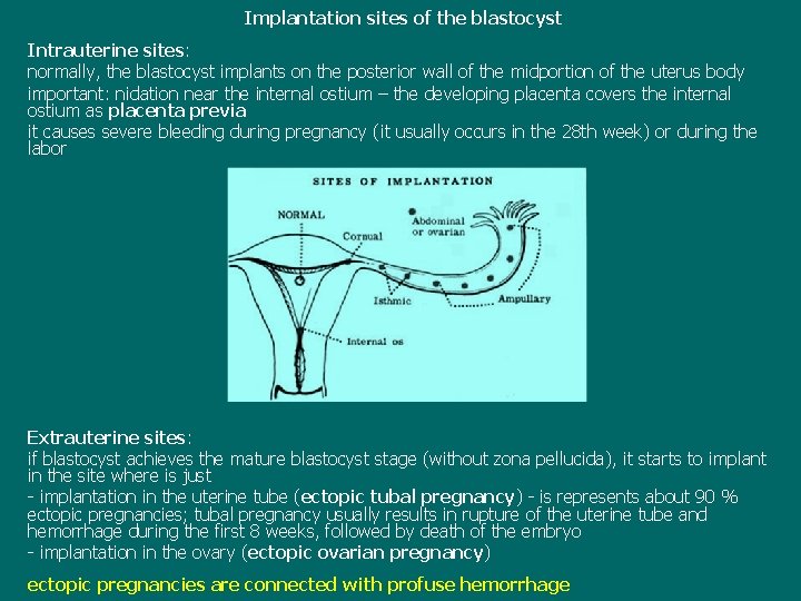 Implantation sites of the blastocyst Intrauterine sites: normally, the blastocyst implants on the posterior