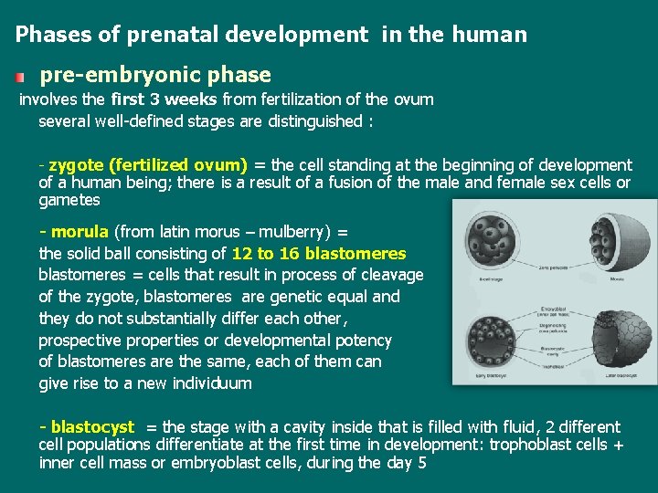 Phases of prenatal development in the human pre-embryonic phase involves the first 3 weeks