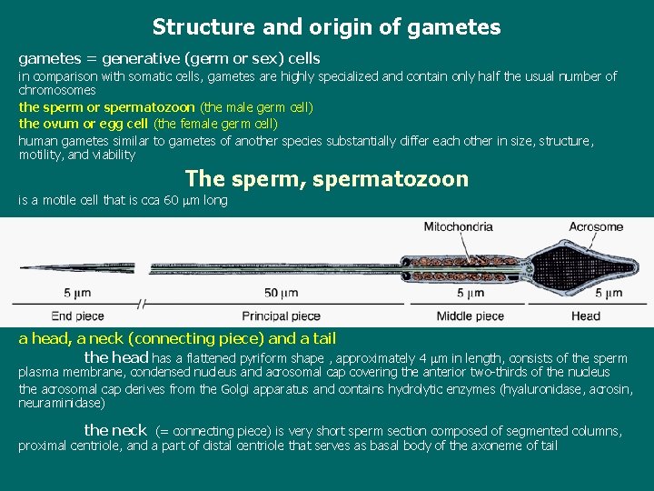 Structure and origin of gametes = generative (germ or sex) cells in comparison with