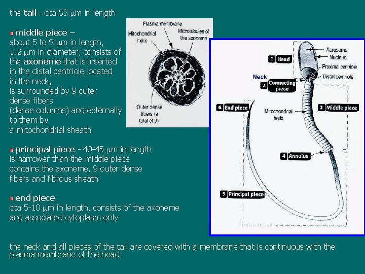 the tail - cca 55 m in length middle piece – about 5 to