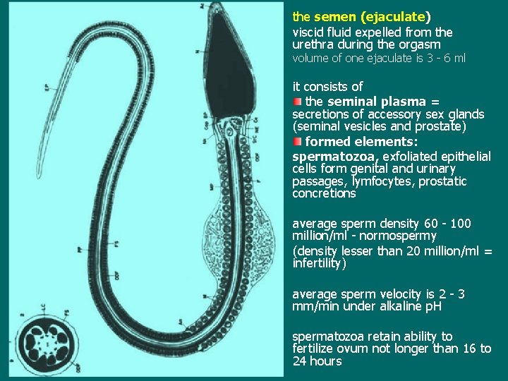 the semen (ejaculate) viscid fluid expelled from the urethra during the orgasm volume of