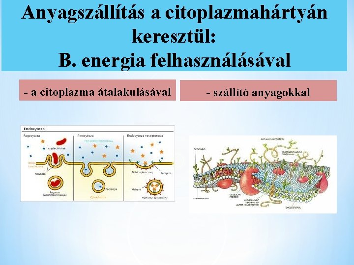 Anyagszállítás a citoplazmahártyán keresztül: B. energia felhasználásával - a citoplazma átalakulásával - szállító anyagokkal