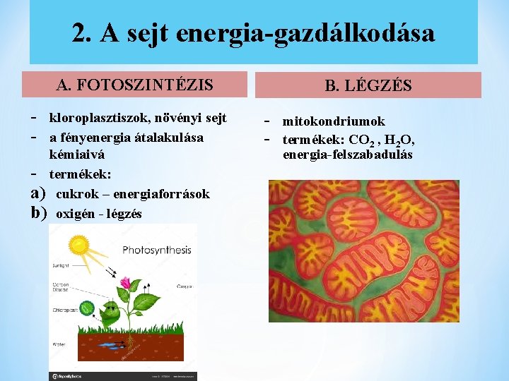 2. A sejt energia-gazdálkodása A. FOTOSZINTÉZIS - kloroplasztiszok, növényi sejt a fényenergia átalakulása kémiaivá