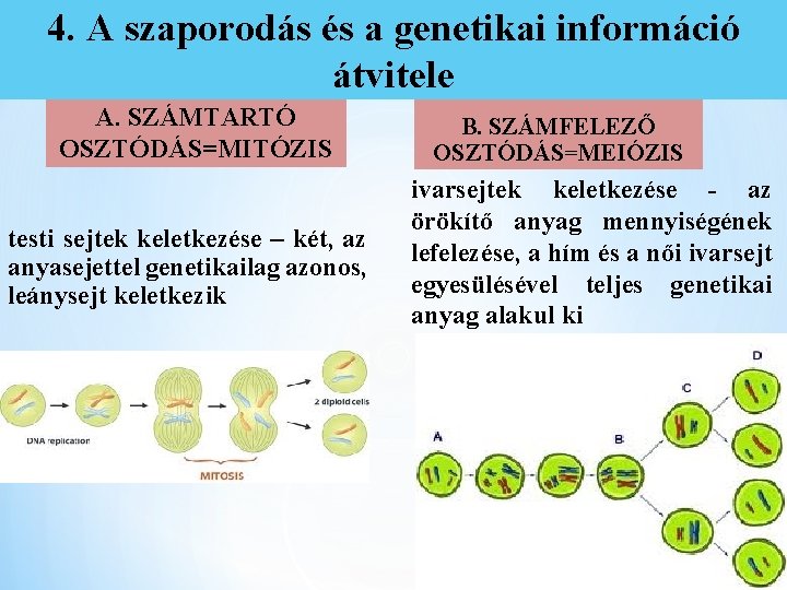 4. A szaporodás és a genetikai információ átvitele A. SZÁMTARTÓ OSZTÓDÁS=MITÓZIS testi sejtek keletkezése