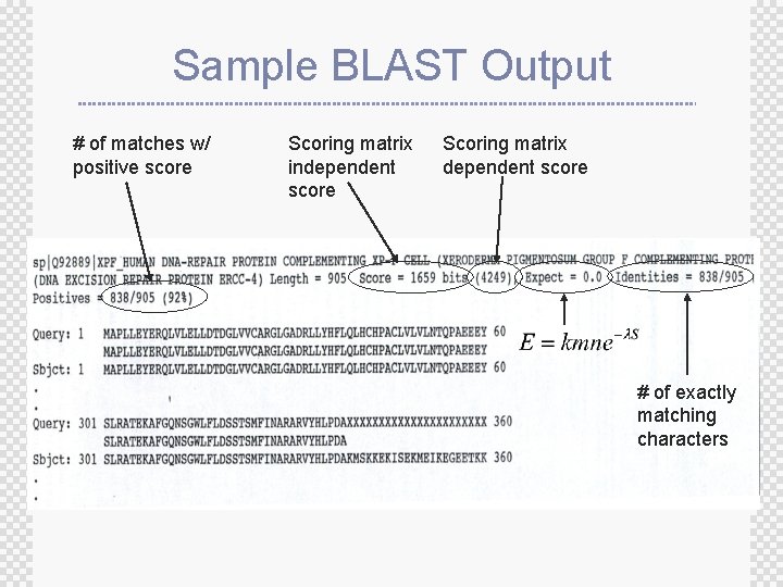 Sample BLAST Output # of matches w/ positive score Scoring matrix independent score Scoring