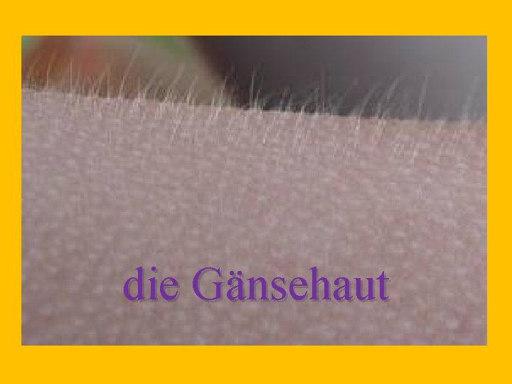 die Gänsehaut 