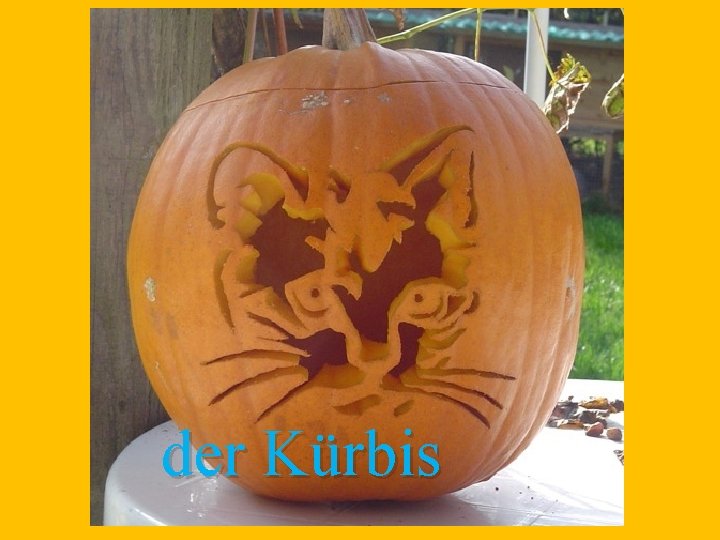 der Kürbis 