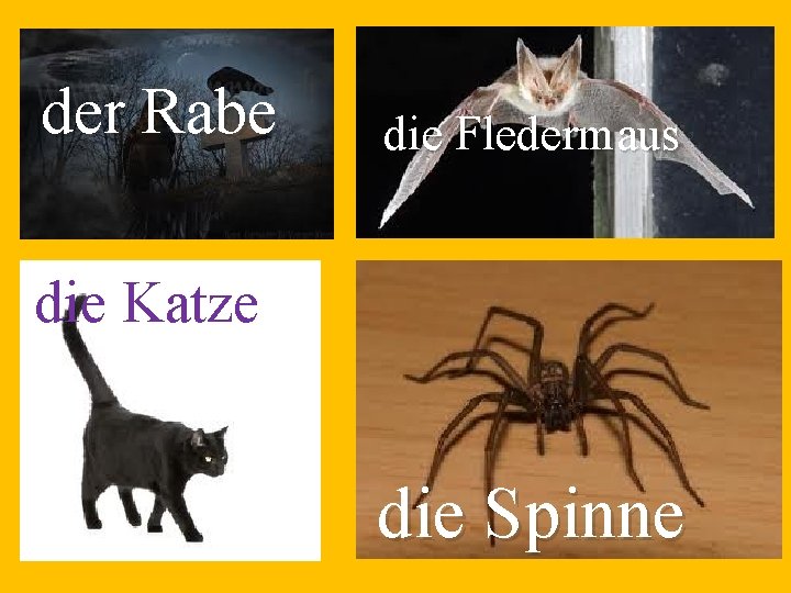 der Rabe die Fledermaus die Katze die Spinne 