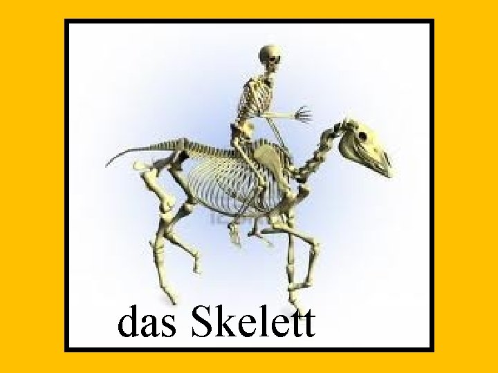 das Skelett 