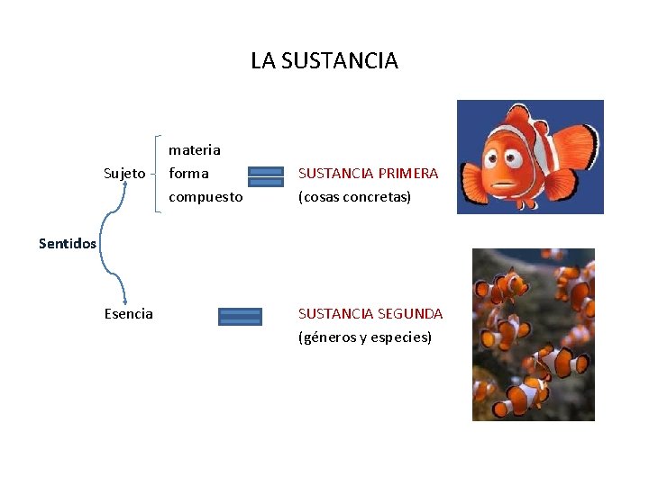 LA SUSTANCIA Sujeto materia forma compuesto SUSTANCIA PRIMERA (cosas concretas) Sentidos Esencia SUSTANCIA SEGUNDA