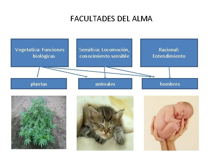 FACULTADES DEL ALMA Vegetativa: Funciones biológicas Sensitiva: Locomoción, conocimiento sensible Racional: Entendimiento plantas animales