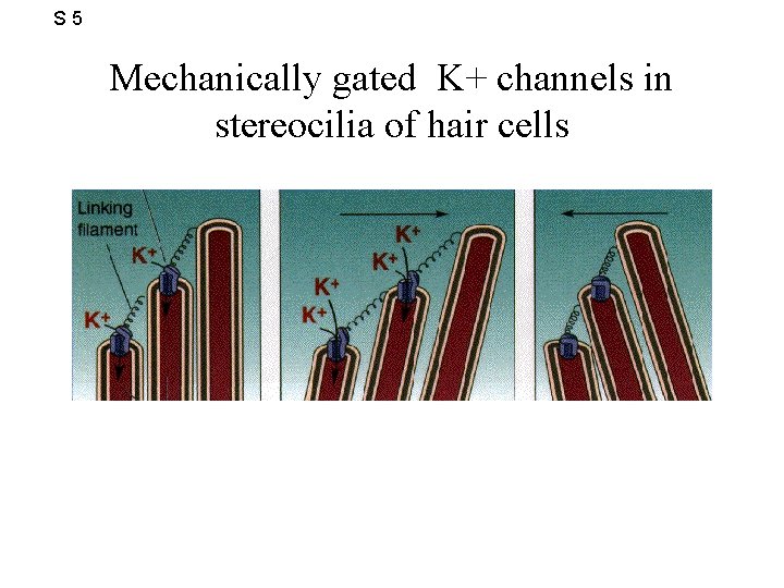 S 5 Mechanically gated K+ channels in stereocilia of hair cells 