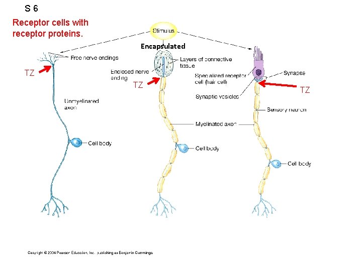 S 6 Receptor cells with receptor proteins. Encapsulated TZ TZ TZ 