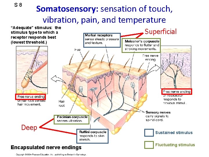 S 8 Somatosensory: sensation of touch, vibration, pain, and temperature “Adequate” stimulus: the stimulus