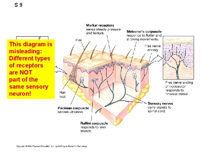 S 9 This diagram is misleading: Different types of receptors are NOT part of