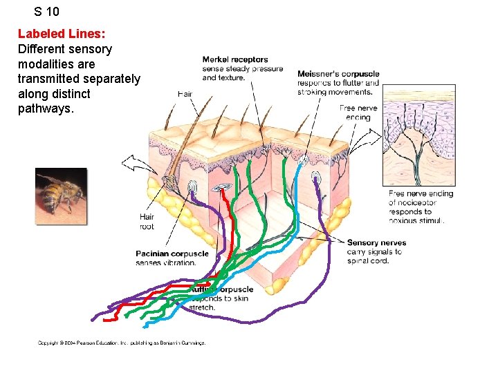 S 10 Labeled Lines: Different sensory modalities are transmitted separately along distinct pathways. 